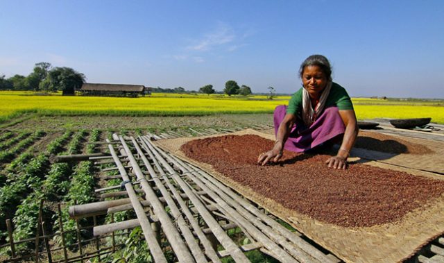 Politics Thwart India’s GM Food Crop Plans