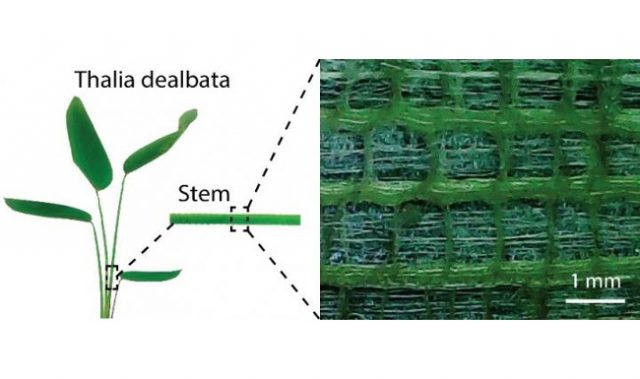 Flexible Electronics Inspired By Plants