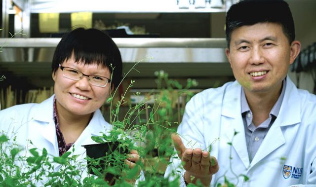 Plants ‘Sacrifice’ New Stem Cells To Survive The Cold