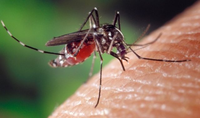 Gut Bacteria Enhance The Ability Of Fungi To Kill Mosquitoes