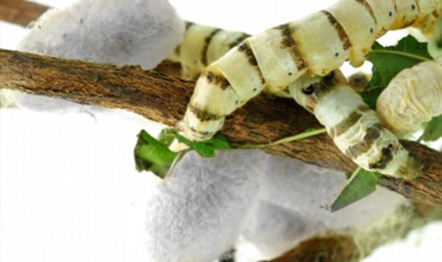 Butterfly Gene Modifies Silkworm Protein Production (VIDEO)