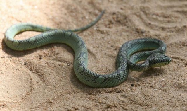 Snakebites Cost Sri Lanka More Than US$10 Million Yearly