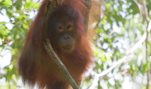 How Orangutans Cope With Fragmented Forests