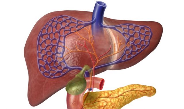 How The Liver Gets Rid Of Excess Bile