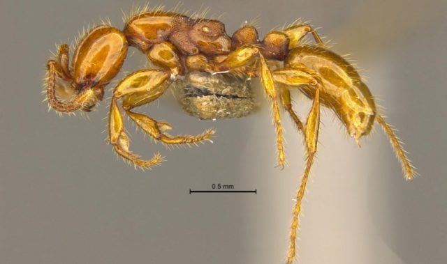 Illuminating The Deep, Dark World Of Subterranean Ants