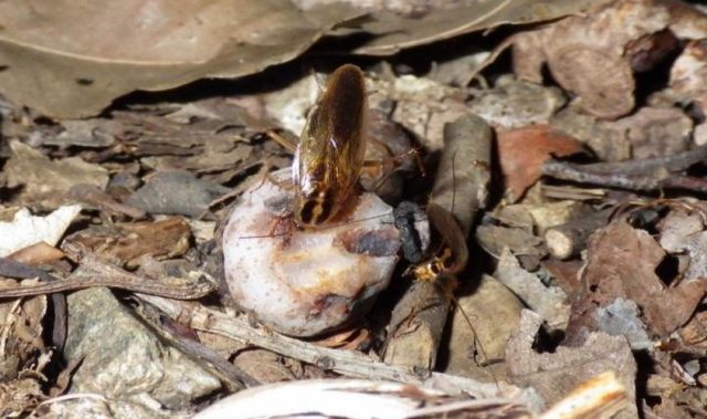 Cockroaches Help Disperse Plant Seeds