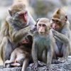 Understanding Autism Through A Monkey’s Brain