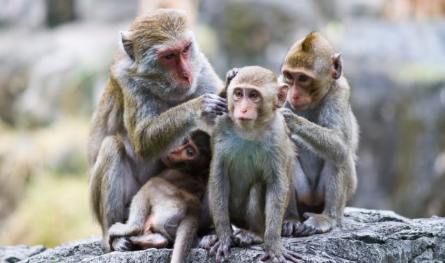 Understanding Autism Through A Monkey’s Brain