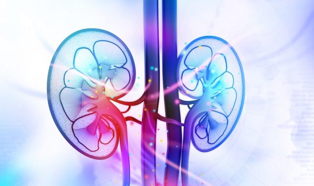 New Drug Targets For Rare Kidney And Liver Disease Identified