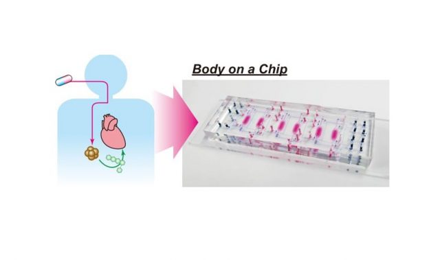 Evaluating Drug Toxicity On A Chip