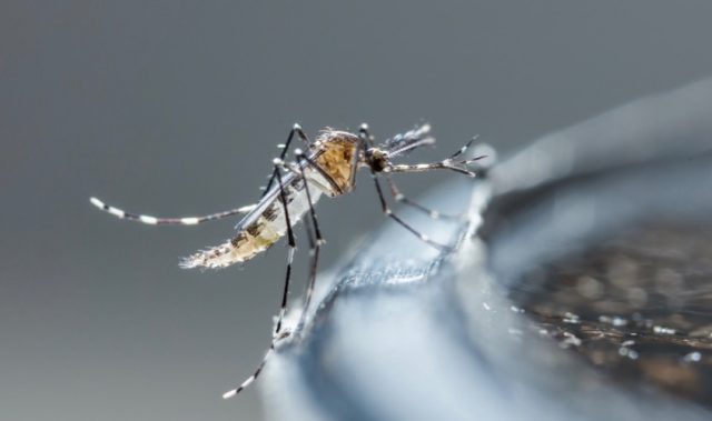 Mosquito-Borne Infectious Diseases: Crafting An Asian Solution
