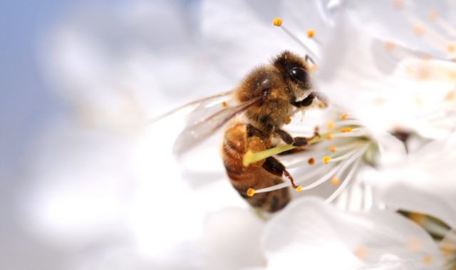 How Plants Control Honeybee Caste Development