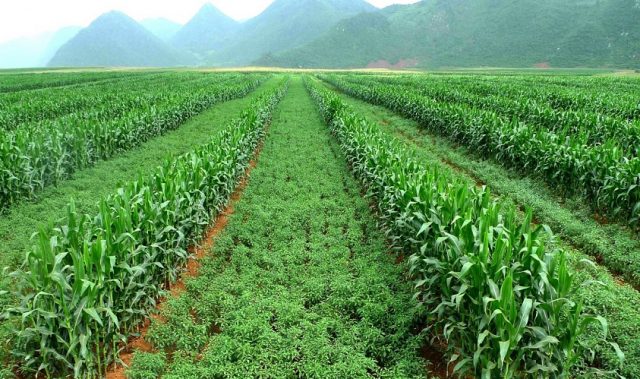 Spicing Up Farming To Prevent Soil Erosion