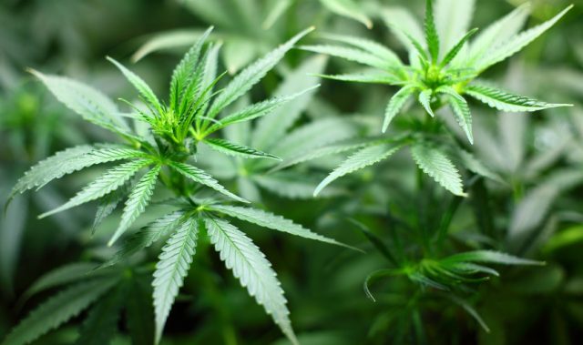 Marijuana Abuse Induces Life-Threatening Seizures