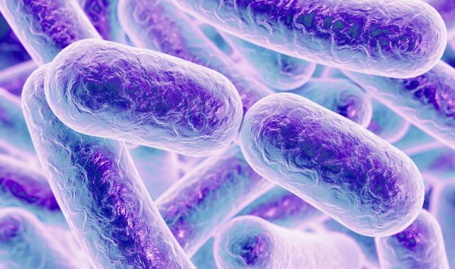 Turning Predatory Bacteria Into ‘Living Antibiotics’