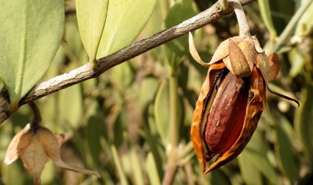 Growing New Forests Using Drought-Resistant Jojoba