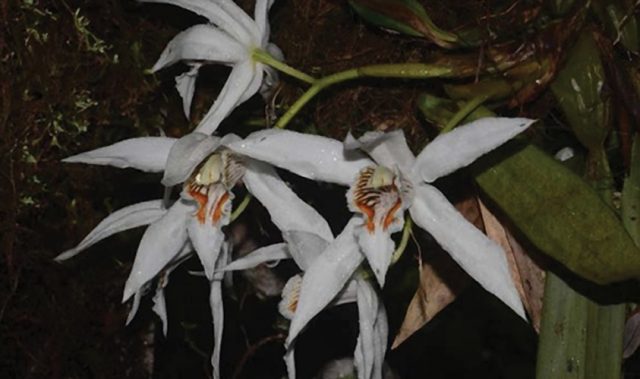 A Magnificent Orchid Discovered In Myanmar