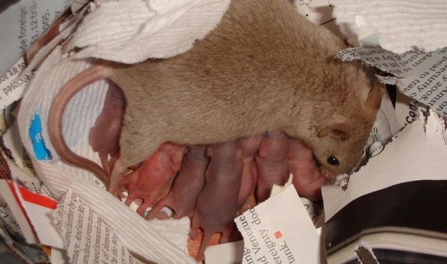 RAGE Is Responsible For Absorbing Oxytocin In Breastmilk