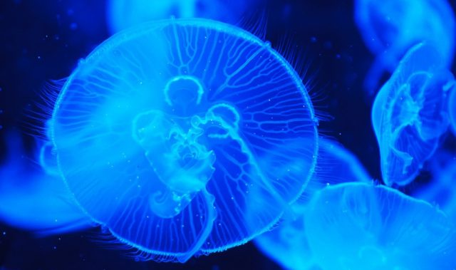 Jellyfish-Inspired Electronic Skin
