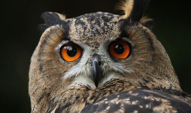 Owl Eyes Inspire Brighter Light Displays