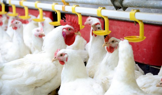 China Gets The Go Ahead To Use Recombinant Interferon Against Bird Flu