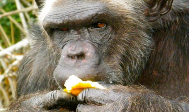 Just Like You, Chimpanzees Get Disgusted Too