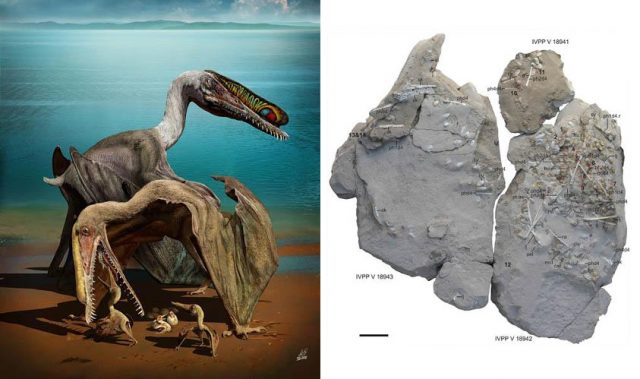 Fossilized Eggs Shed Light On Flying Dinosaurs