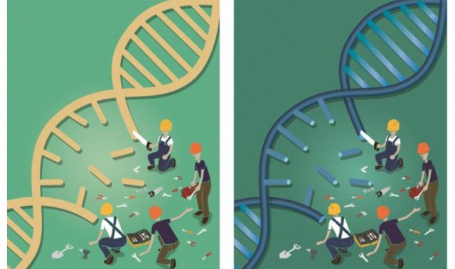 A High Resolution Snapshot Of DNA Repair