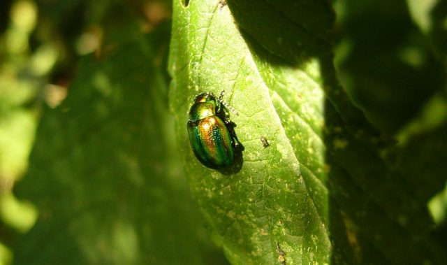 Beetles’ Shiny Shells For Camouflage, Not Display