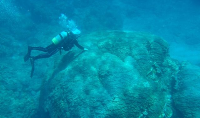 Ocean Acidification Puts Corals At Risk