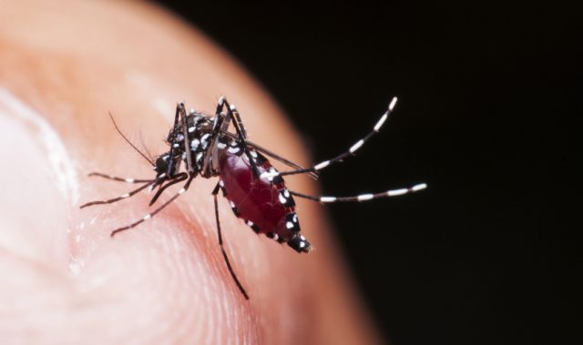 Locating The Dengue Virus’ ‘Achilles Heel’