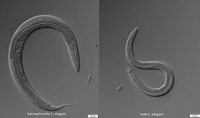The Link Between Diet, Longevity and Sex In Worms