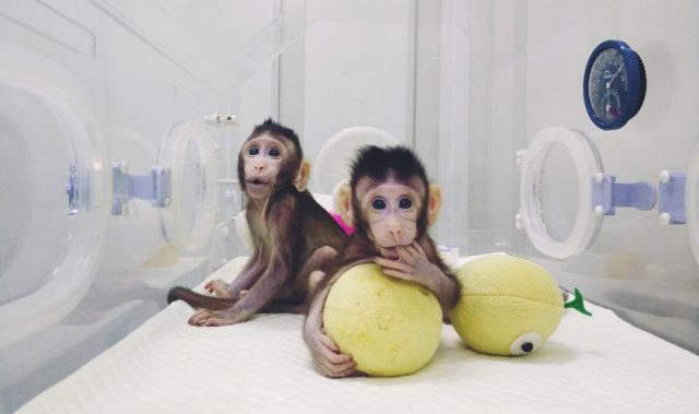 Chinese Scientists Successfully Clone Macaques