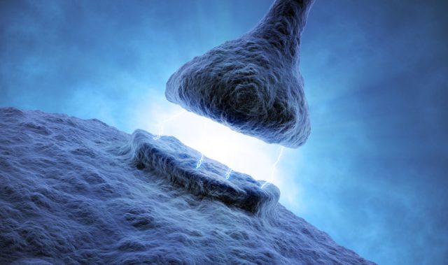 The Yin And Yang Of Balance In The Brain