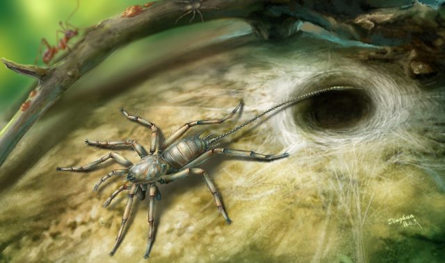The Stuff Of Nightmares: Long-tailed Spiders