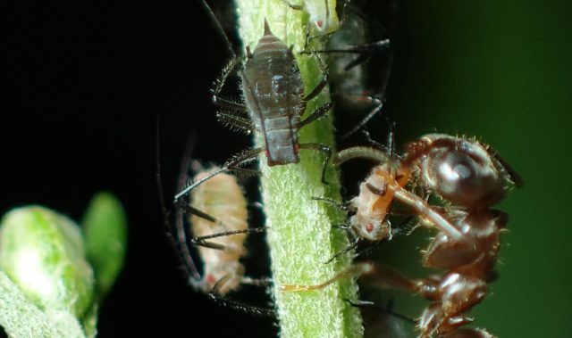 Ants And Aphids Are Friends With Benefits