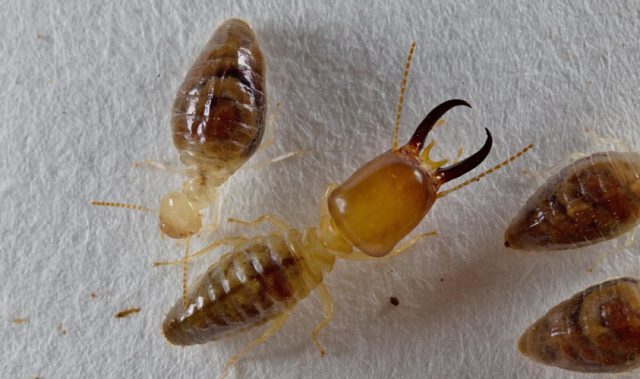Termite’s Complex Gut Microbiome Sequenced