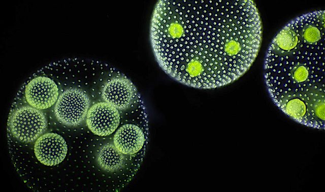 Zombie Algae Reveal How Multicellular Animals Move