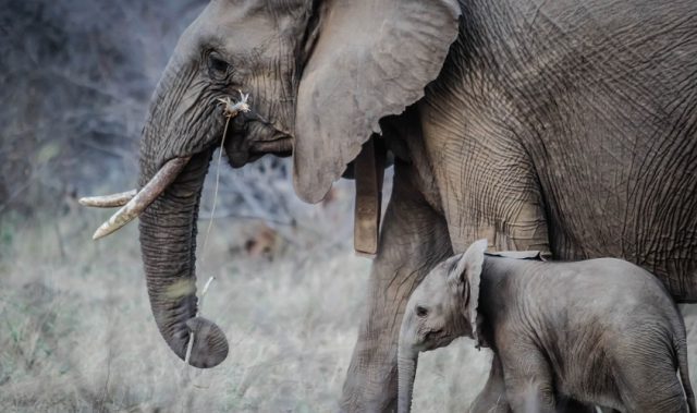 Untangling The Web Of Illegal Wildlife Trade