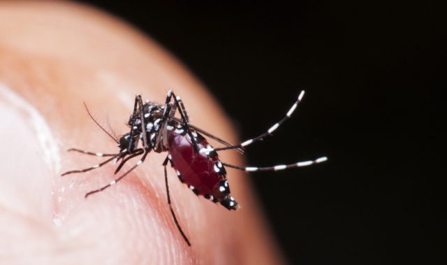 Predicting Dengue Fever Outbreaks In Thailand
