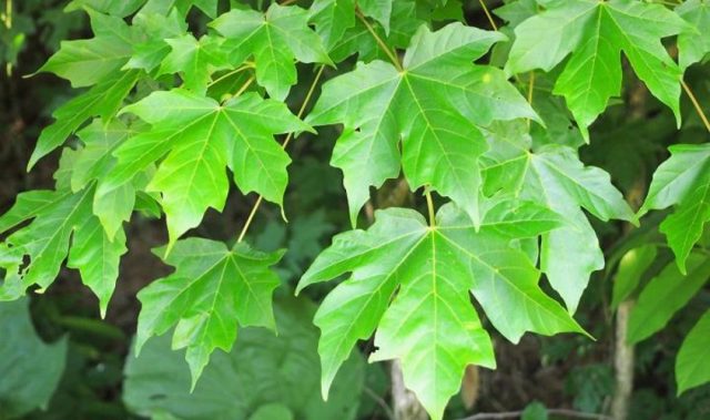Gene Flow Halted By Fragmented Forests