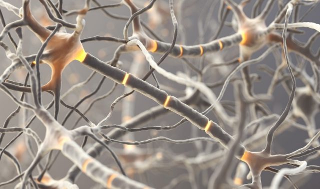 How Immune Cells Help Wire The Brain