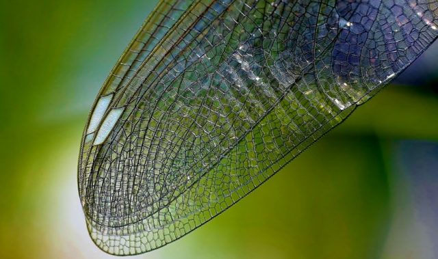 Dragonfly Wings Inspire Antimicrobial Coating