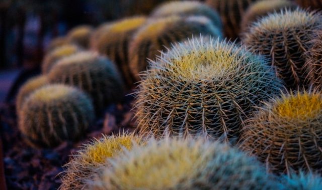 Cactus Roots Inspire Water Absorbing Material
