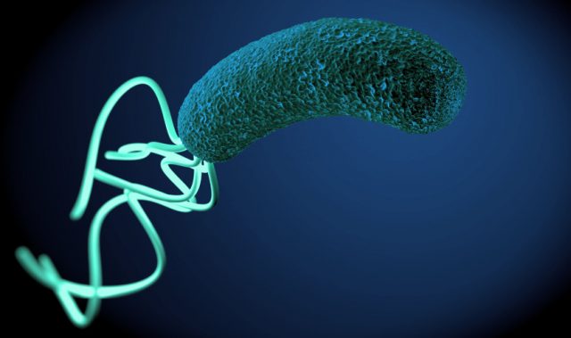 Solving The Puzzle Of Bacteria Propeller Assembly