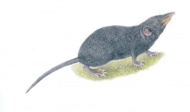 New Species Of Shrew Discovered In The Philippine’s ‘Sky Island’