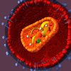 Gene Editing Blocks HIV Transmission In Cells