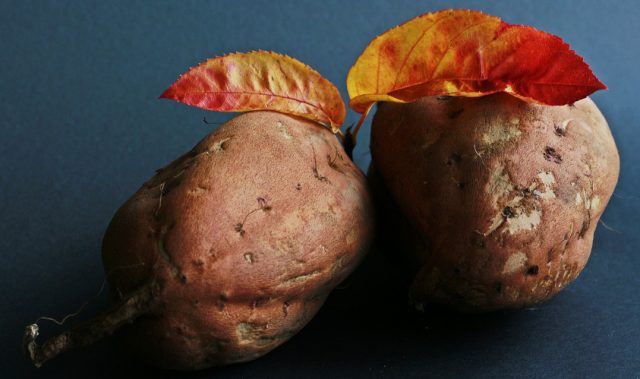 Sweet Potatoes May Have Originated In India