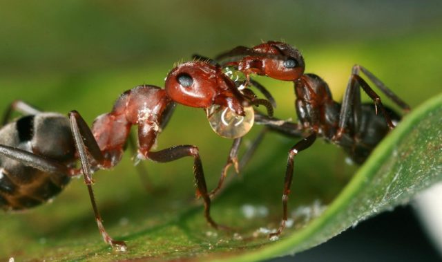 Ants Tell The Story Of Tropical Biodiversity