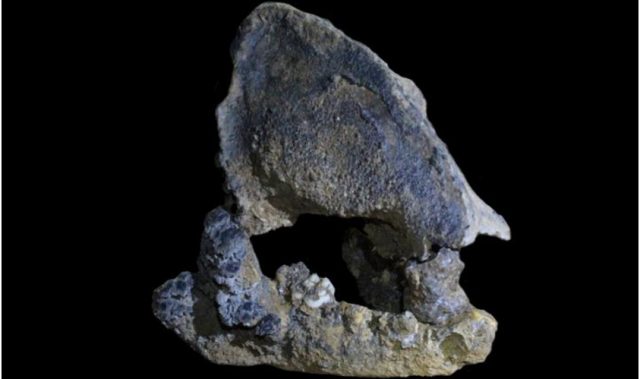 22,000-Year-Old Panda Ancestor Found In Southern China